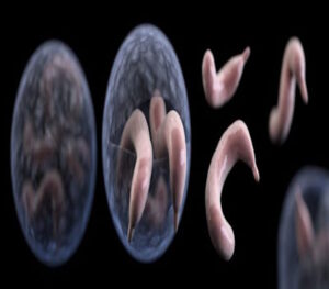 cryptospiridium parvum