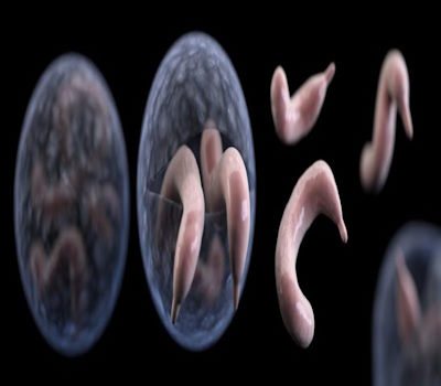 cryptospiridium parvum